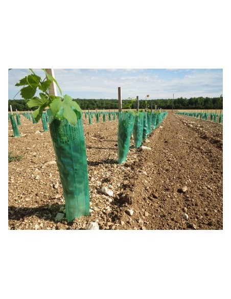 Gaine double protection herbicide