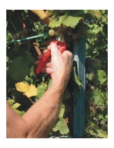 Epinette Falco 310 2