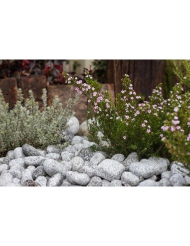 Galet Granit 25-50 Sac de 20kg