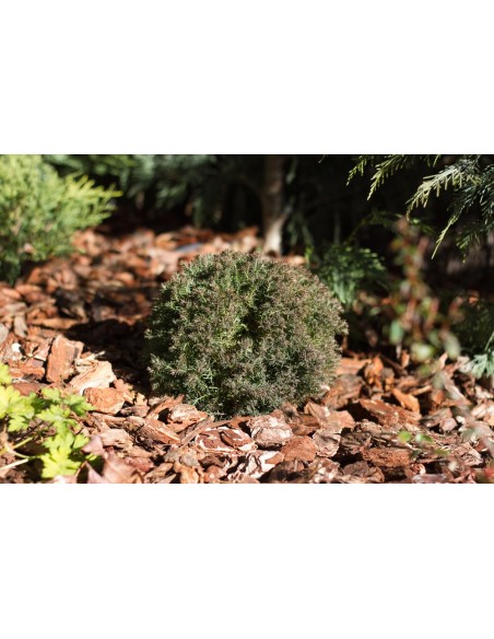 Ecorce de pin extra 20-40 Sac de 50L