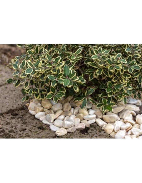 Galet marbre citron 25-40 sac de 20kg